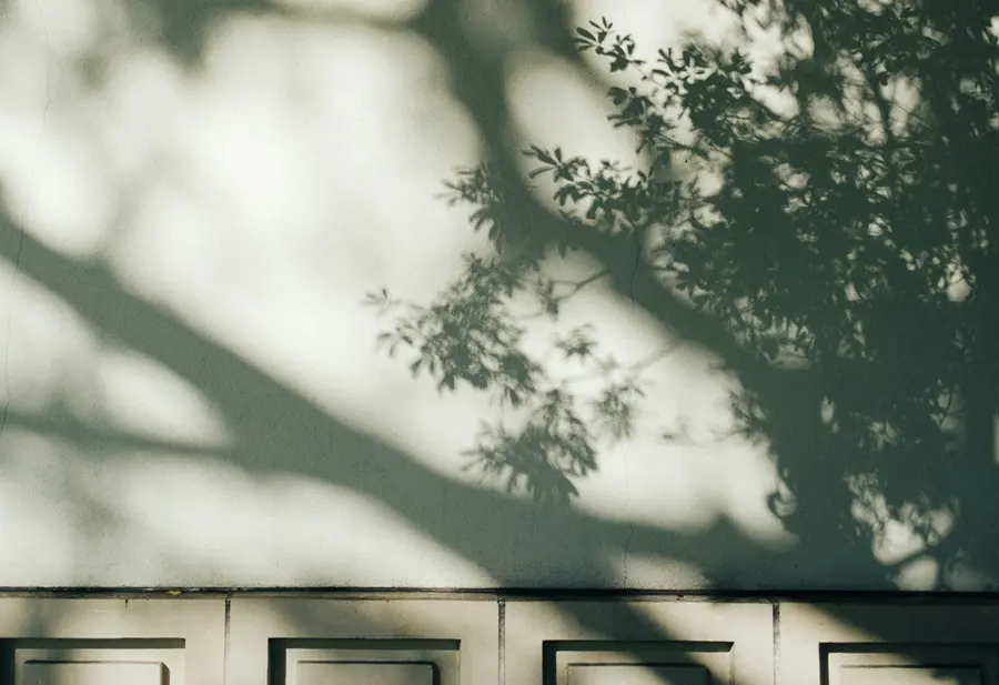 壁に映る樹木の影。信用金庫を出た後の眩しい光を象徴する風景。