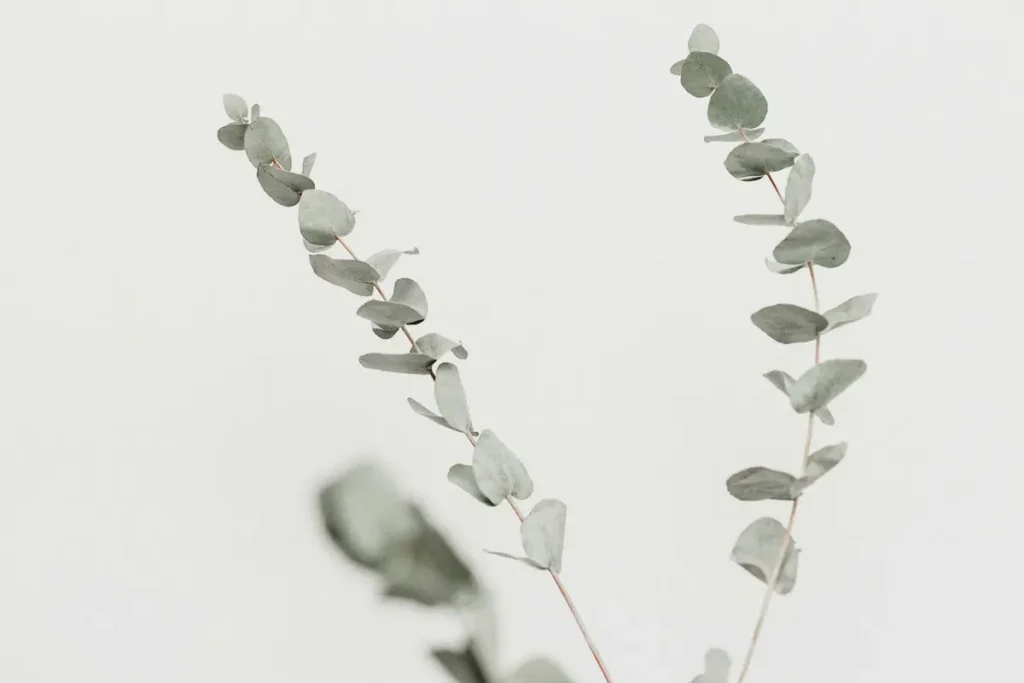 iHerbのクリーンな品質をイメージした白背景に映えるユーカリのグリーンの葉