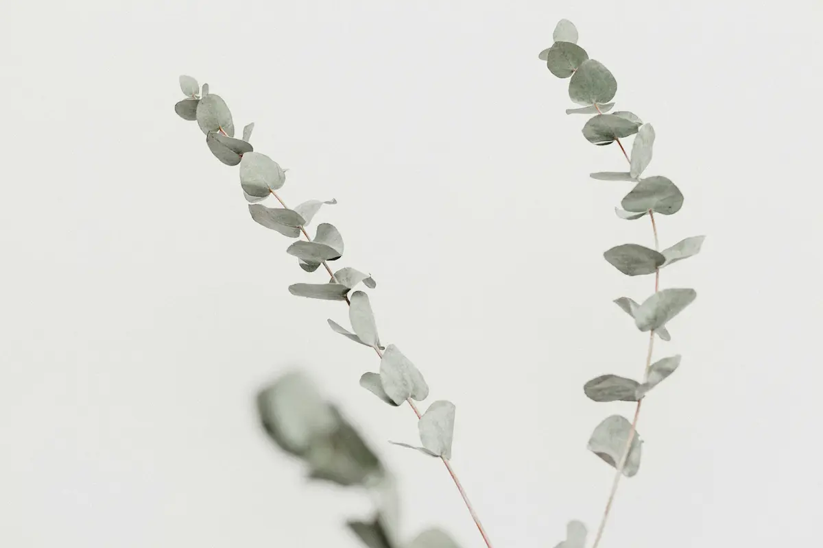 iHerbのクリーンな品質をイメージした白背景に映えるユーカリのグリーンの葉